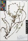 Foto von Salix repens L.